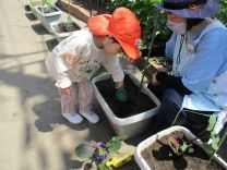 写真：夏野菜苗植え2