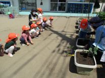 写真：夏野菜苗植え3