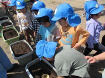 写真：夏野菜苗植え4