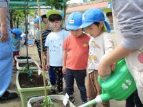 写真：夏野菜苗植え6