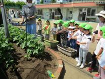 写真：夏野菜苗植え9