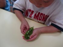 写真：グリンピースのさやむき3