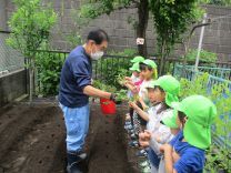 写真：サツマイモの苗植え1