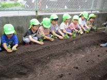 写真：サツマイモの苗植え2