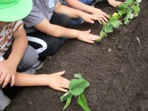 写真：サツマイモの苗植え3