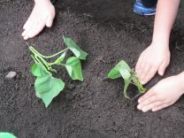 写真：サツマイモの苗植え4