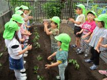 写真：サツマイモの苗植え5