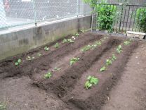 写真：サツマイモの苗植え6