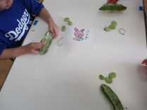 写真：そら豆のさやむき6