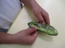 写真：そら豆のさやむき3