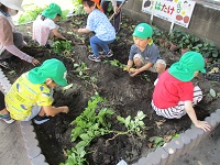 じゃがいもを収穫している様子の写真