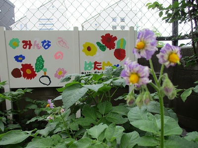 じゃがいもの花の写真