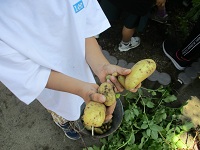 じゃがいも掘りの写真