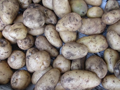 収穫したじゃがいもの写真