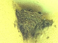 ツバメの巣に子供が見える様子の写真