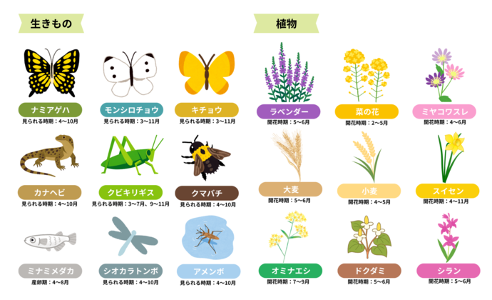 生きもの・植物一覧
