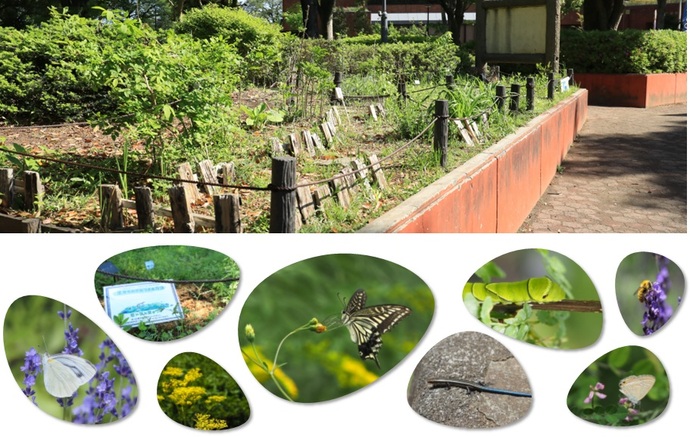 バタフライガーデンの様子とそこに集う蝶、トカゲ、アゲハチョウの幼虫、ミツバチの写真