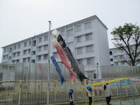 写真:こいのぼりが風に吹かれているところ