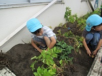 じゃがいもを収穫している写真