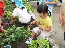 じゃがいもを収穫している写真