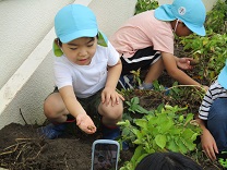 じゃがいもを収穫している写真