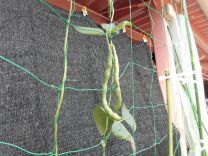 写真:野菜の収穫4