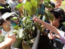 写真:ナスの収穫1