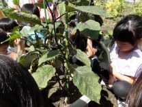 写真:ナスの収穫2