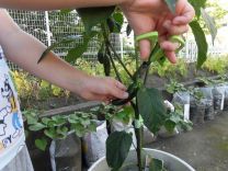 写真:野菜の収穫1