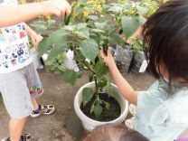 写真:野菜の収穫2