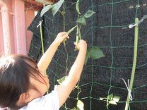 写真:野菜の収穫3