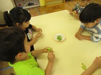 子ども達がグリンピースのさやむきをしている写真