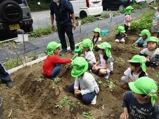 5歳児がさつまいもの苗を植えている写真