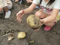 写真：芋ほり3