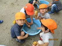 じゃがいもを洗っている写真