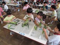 らいおん組さんがトウモロコシの皮むきをする写真