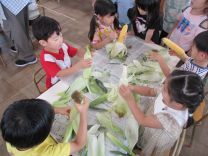 ぞう組さんがトウモロコシの皮をむく写真