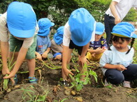 写真:じゃがいもを収穫しているところ(1)