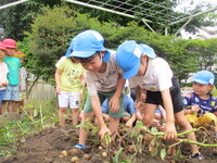 写真:じゃがいもを収穫しているところ(2)