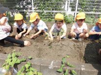 写真:じゃがいも掘り1