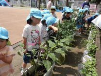 写真:じゃがいも掘り3