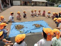 写真:じゃがいも掘り4