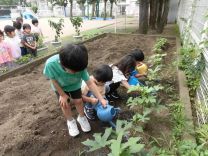 写真:オクラの収穫
