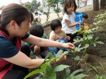写真:オクラの収穫