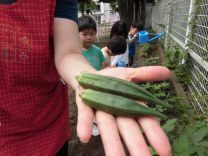 写真:オクラの収穫