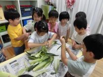 写真:とうもろこしの皮むき9