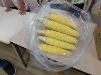 写真:とうもろこしの皮むき15