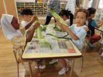 写真:とうもろこしの皮むき12