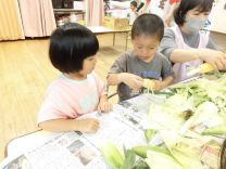 写真:とうもろこしの皮むき6