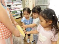 写真:とうもろこしの皮むき